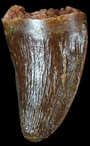 Cretaceous Fossil Crocodile Tooth - Morocco #50269